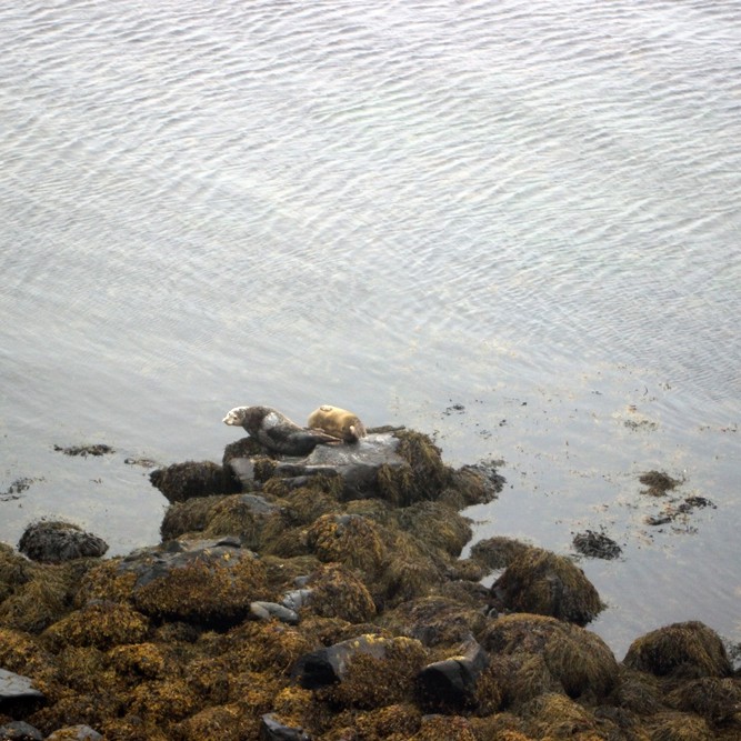 Selir í afslöppun/Mynd: BG