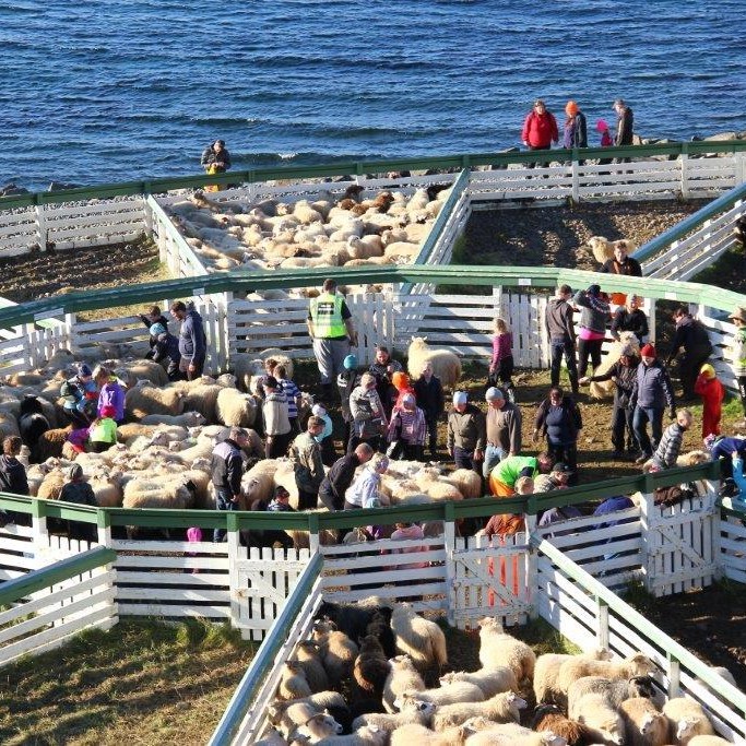 Réttað í Hamarsrétt á Vatnsnesi í Húnaþingi vestra, 12. sept. 2015. Ljósm./Anna Scheving