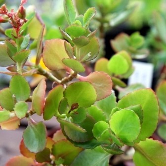 Blómin ruku út hjá Garðyrkjufélaginu