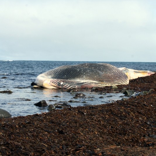 Ráðgert að steypireyður verði hafður til sýningar í Perlunni