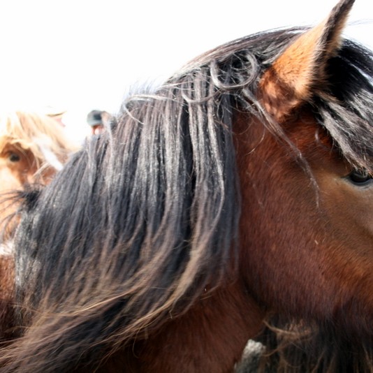 Hross í óskilum eftir Víðidalstungurétt