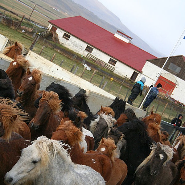 Stóðréttir í Víðidalstungurétt