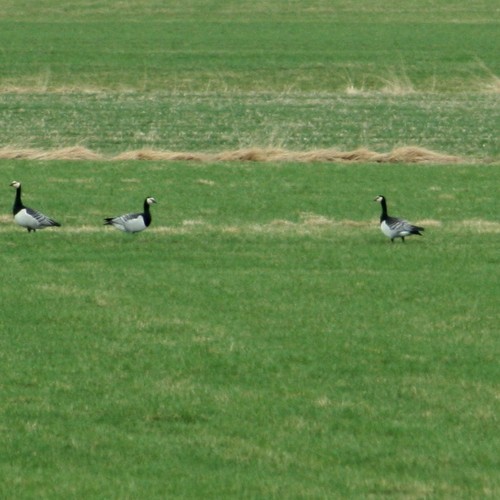 Leitin að lóunni bar ekki árangur