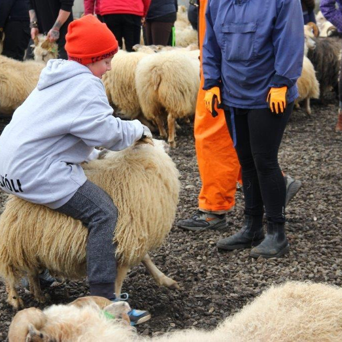 Miðfjarðarrétt - Myndir