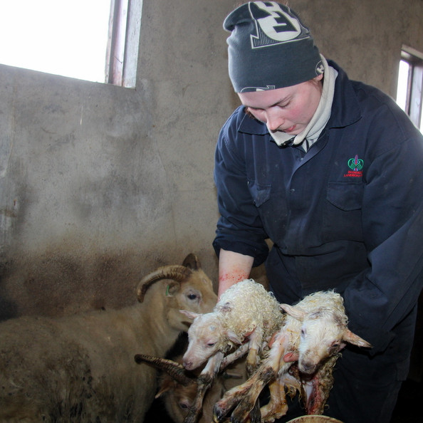 Frá sauðburði á Urriðaá í Miðfirði þar sem ungir bændur reka stórt sauðfjárbú. Mynd: FE.