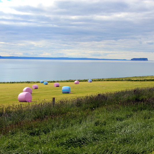 Heyrúllur í Óslandshlíð. Mynd:FE