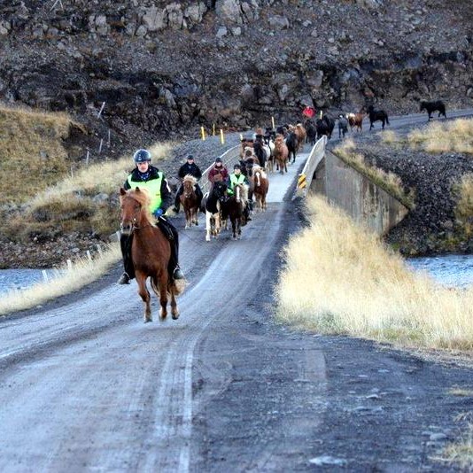 Stóðréttir í Víðidalstungurétt - myndir