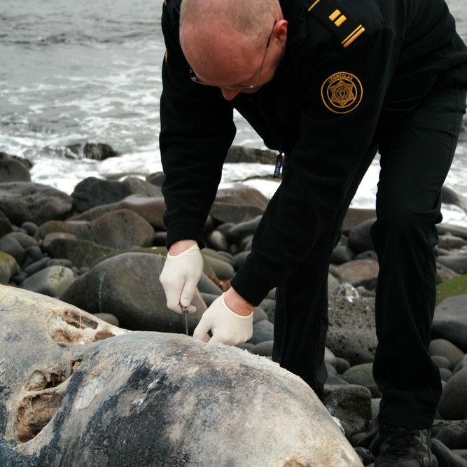 Hræ af um fimm metra löngu marsvíni