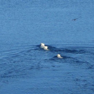 Þrír Ísbirnir á sundi norður fyrir landi - vinnustaðahrekkur sem fór úr böndunm