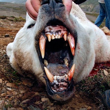 Leitað að ísbirni á Vatnsnesi