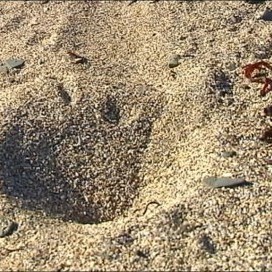 Sporin eftir kajakræðara