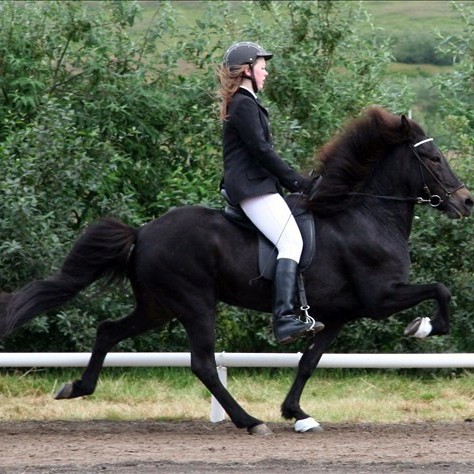 Opið hestaíþróttamót UMSS á Sauðárkróki um helgina
