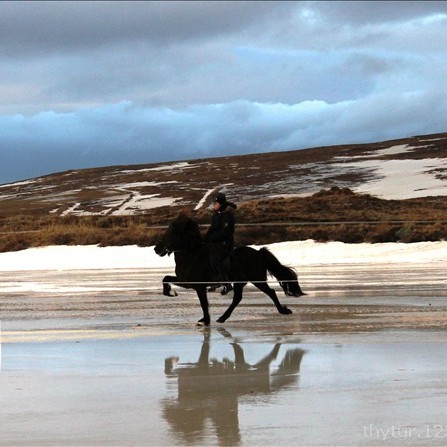 Tjarnartölt á Gauksmýrartjörn í dag