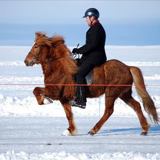Ísmótinu á Svínavatni frestað um viku