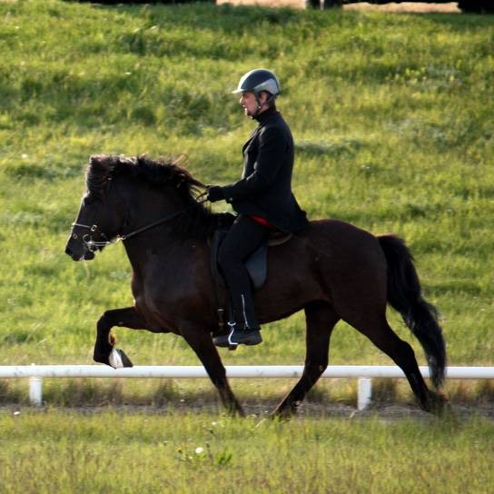 Fjármagnar 2500 fermetra reiðhöll