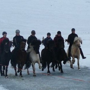 Tjarnartölt á Gauksmýri