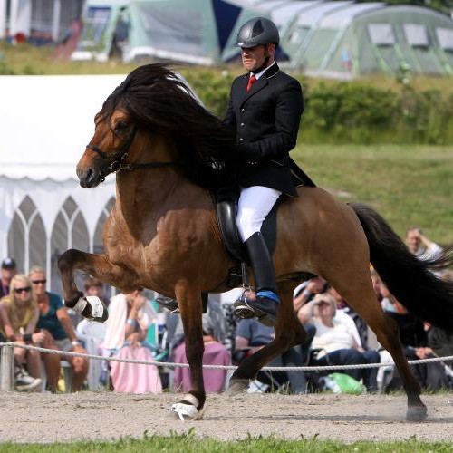Hvernig býr maður til heimsmeistara?