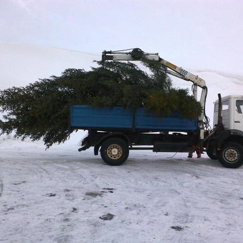 Kveikt á norska jólatrénu á Blönduósi
