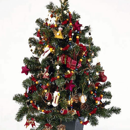 Jólatrjáasalan að hefjast hjá Húnum