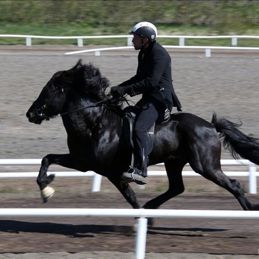 Opið hestaíþróttamót Þyts