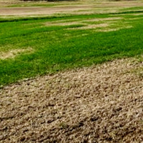 Víða mikið tjón vegna kals í túnum