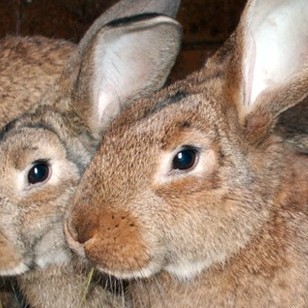 Sláturhús SKVH á Hvammstanga fær leyfi til að slátra kanínum