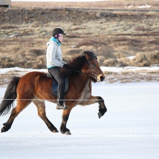 Úrslit Tjarnartölts á Gauksmýri