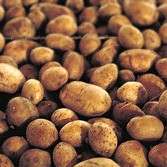 Vilt þú rækta matjurtir á Hvammstanga