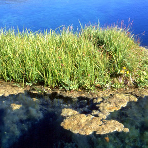 Kattarauga í Vatnsdal. Mynd: Ust.is.