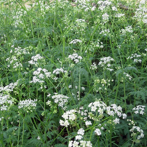 Vilja hefta útbreiðslu skógarkerfils