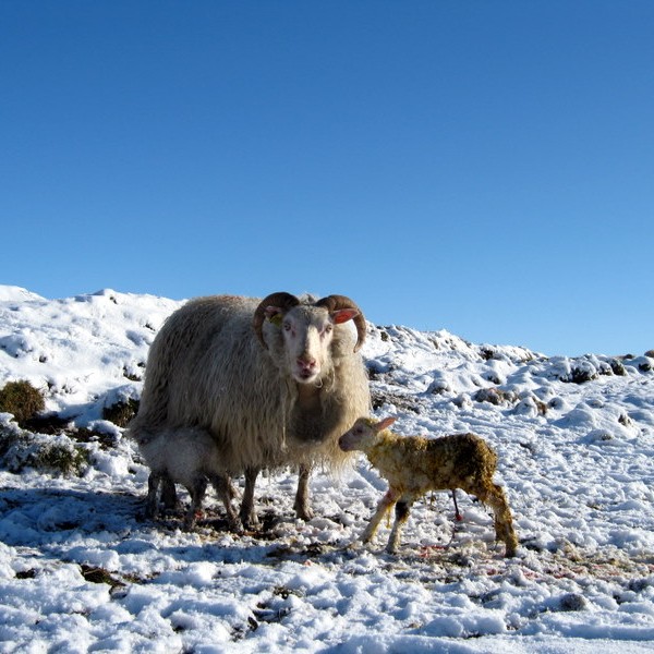 Samþykkt um búfjárhald í þéttbýli í Sveitarfélaginu Skagafirði tekin gildi