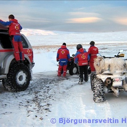 Sauðfé bjargað úr hólma í Víðidalsá