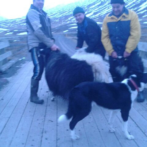 Sigurður Sigurðsson á Sleitustöðum, Þórarinn Halldórsson á Ytri-Hofdölum, fjallaskilastjóri í vestanverðum Hjaltadal, eins og myndasmiðurinn, Erlingur Garðarsson í Neðra-Ási titlar hann, og Ástvaldur Jóhannesson á Reykjum.