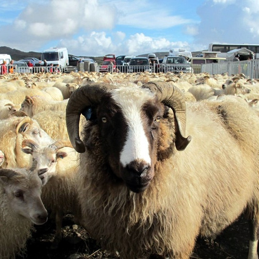 Rífandi sala á lambakjöti – sölumet í nóvember
