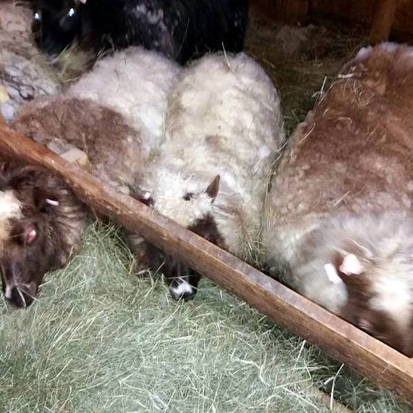 Þær voru fegnar heimkomunni þessar kindur sem Erla Lárusdóttir á Sauðárkróki heimti um helgina. Mynd: Hafdís Skúladóttir.