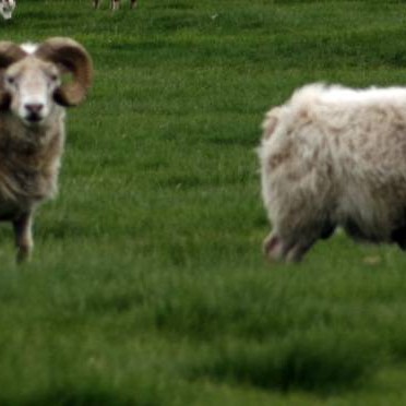 Varað við sauðfé á vegum