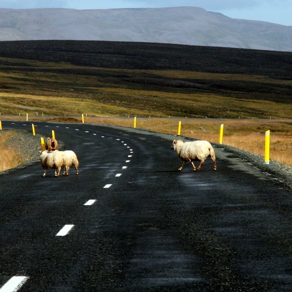 Arnór Gunnarsson nýr þjónustufulltrúi landbúnaðarnefndar