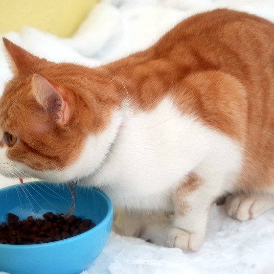 Kaldur og svangur á Hólmagrundinni