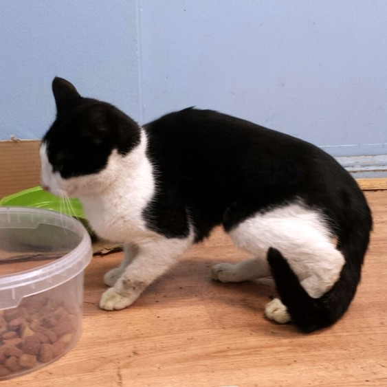 Saknar einhver kisa?