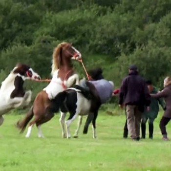 Kvikmyndanemar FNV mynda þegar leikari dettur af baki í myndinni Hross