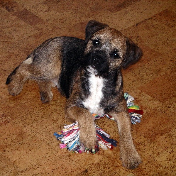 Bætist í hóp hundaheimsóknavina á Norðurlandi