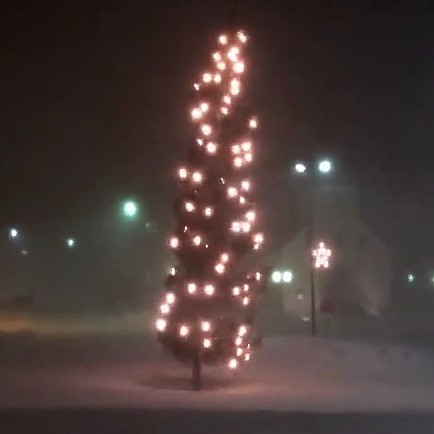 Kongsberg tréð dansar í hvassviðrinu