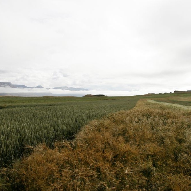 Vilja draga úr tjóni af völdum álfta og gæsa