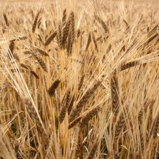 Kjarnfóðurverð lækkar um allt að 5%