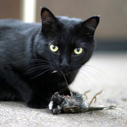 Kettir eru mikil veiðidýr. Mynd af Vísindavefnum.