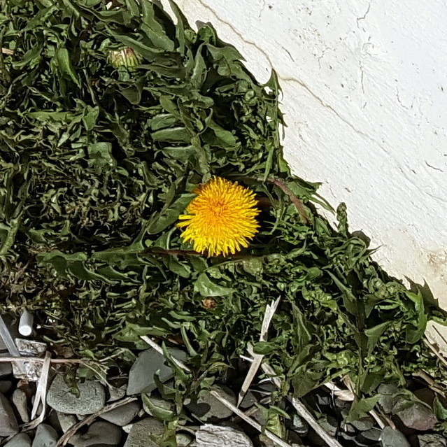 Þessi fífill lét sjá sig við húsakynni Feykis í síðustu viku. Í dag er hann hulinn snjó. Mynd. PF.