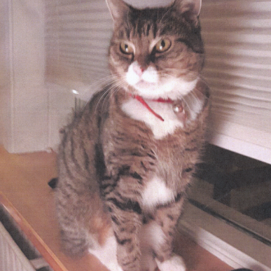 Hefur þú séð Krúshildi?