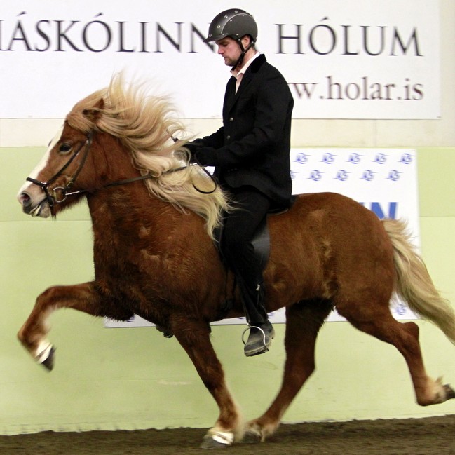 Keppt í fimm gangi á miðvikudag