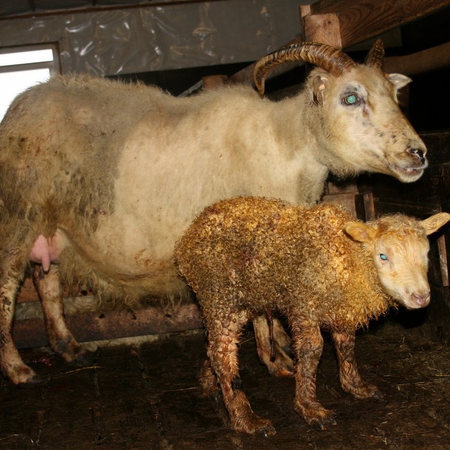 Stórhóll skákar Sporði í stórlambakeppni Feykis