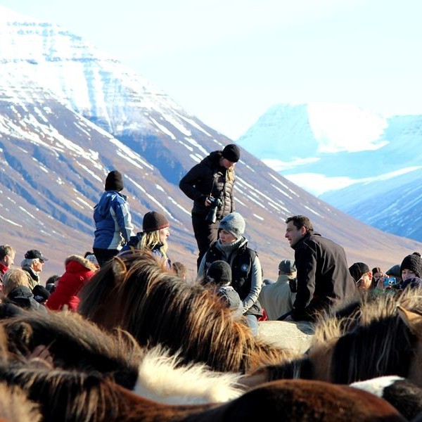 Laufskálarétt í rjómablíðu